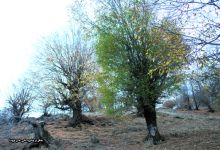 گزارش تصویری از فصل پاییز در جنگل ابر شاهرود